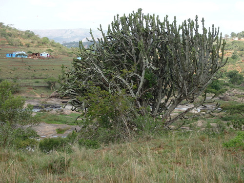 Large Succulent in the river bed.